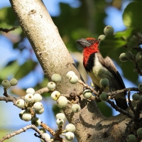 Wąsal obrożny - Lybius torquatus - Black-collared Barbet