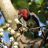 Wąsal obrożny - Lybius torquatus - Black-collared Barbet