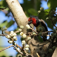 Wąsal obrożny - Lybius torquatus - Black-collared Barbet