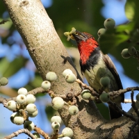 Wąsal obrożny - Lybius torquatus - Black-collared Barbet