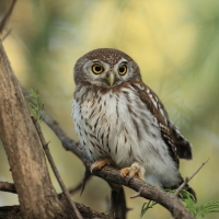Sóweczka sawannowa - Glaucidium perlatum - Pearl-spotted Owlet