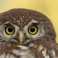 Sóweczka sawannowa - Glaucidium perlatum - Pearl-spotted Owlet