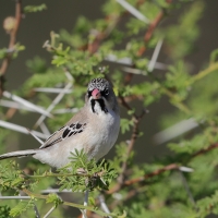Łuskogłowik czarnobrody - Sporopipes squamifrons - Scaly-fronted Weaver