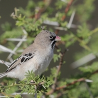 Łuskogłowik czarnobrody - Sporopipes squamifrons - Scaly-fronted Weaver
