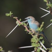 Motylik sawannowy - Uraeginthus angolensis - Blue-breasted Cordon-bleu