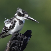 Rybaczek srokaty - Ceryle rudis - Pied Kingfisher