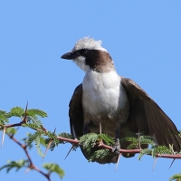 Białoczub maskowy - Eurocephalus anguitimens - Southern White-crowned Shrike