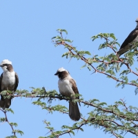 Białoczub maskowy - Eurocephalus anguitimens - Southern White-crowned Shrike