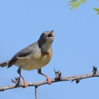 Popielatka akacjowa - Eremomela usticollis - Burnt-neck Eremomela
