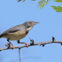 Popielatka akacjowa - Eremomela usticollis - Burnt-neck Eremomela