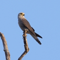 Sokół białorzytny - Falco dickinsoni - Dickinson's Kestrel