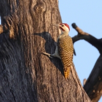 Dzięciolik akacjowy - Campethera bennettii - Bennett's Woodpecker
