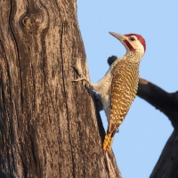 Dzięciolik akacjowy - Campethera bennettii - Bennett's Woodpecker