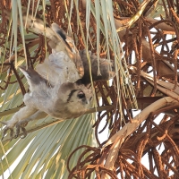 Puchacz mleczny - Bubo lacteus - Verreaux's Eagle Owl