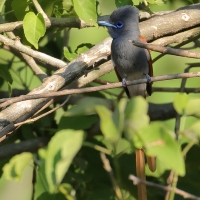 Muchodławka wspaniała - Terpsiphone viridis - African Paradise-flycatcher