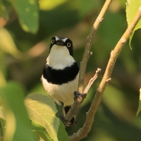 Krępnik czarnopierśny - Batis molitor - Chinspot Batis
