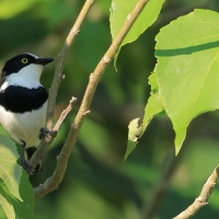 Krępnik czarnopierśny - Batis molitor - Chinspot Batis