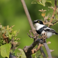 Krępnik czarnopierśny - Batis molitor - Chinspot Batis