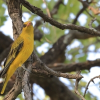 Wilga złota - Oriolus auratus - African Golden Oriole