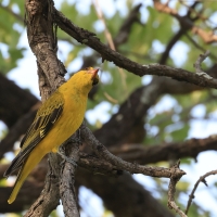 Wilga złota - Oriolus auratus - African Golden Oriole