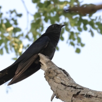 Kukułka czarna - Cuculus clamosus - Black Cuckoo