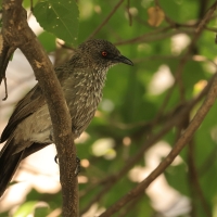 Tymal kroplisty - Turdoides jardineii - Arrow-marked Babbler