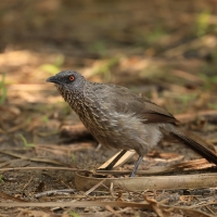 Tymal kroplisty - Turdoides jardineii - Arrow-marked Babbler