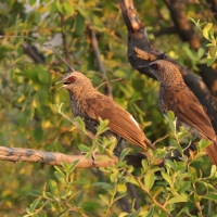 Tymal łuskogłowy - Turdoides hartlaubii - Hartlaub's Babbler