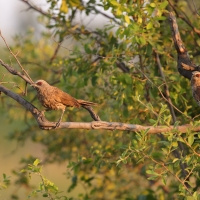 Tymal łuskogłowy - Turdoides hartlaubii - Hartlaub's Babbler