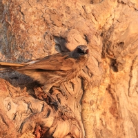 Tymal łuskogłowy - Turdoides hartlaubii - Hartlaub's Babbler