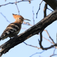 Dudek afrykański - Upupa epops africana - African Hoopoe