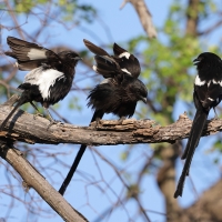 Dzierzba srokata - Lanius melanoleucus - Magpie Shrike