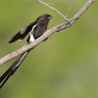 Dzierzba srokata - Lanius melanoleucus - Magpie Shrike