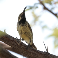 Nektarnik czarnoskrzydły - Cinnyris mariquensis - Marico Sunbird