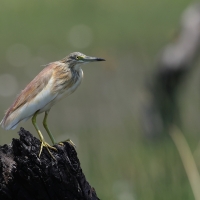 Czapla modronosa - Ardeola ralloides - Squacco Heron