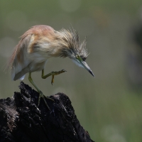 Czapla modronosa - Ardeola ralloides - Squacco Heron