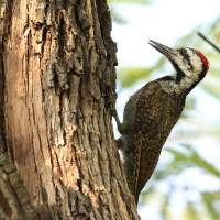 Dzięcioł sawannowy - Chloropicus namaquus - Bearded Woodpecker