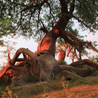 Baobaby pod którymi obozował Livingstone