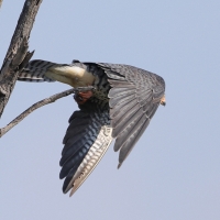 Kobczyk amurski - Falco amurensis - Amur Falcon