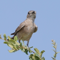 Mucharka płowa - Melaenornis infuscatus - Chat Flycatcher