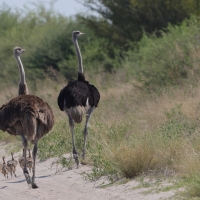 Struś czerwonoskóry - Struthio camelus - Common Ostrich