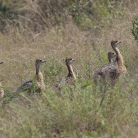 Struś czerwonoskóry - Struthio camelus - Common Ostrich