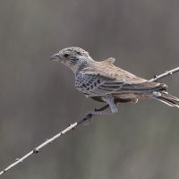 Pustynka białołbista - Eremopterix verticalis - Grey-backed Sparrow-Lark