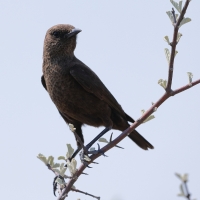 Smolarek łuskowany - Myrmecocichla formicivora - Ant-eating Chat