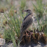 Skowroniec pustynny - Mirafra fasciolata - Eastern Clapper Lark