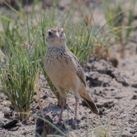 Skowroniec pustynny - Mirafra fasciolata - Eastern Clapper Lark