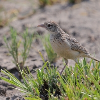 Skowroniec pustynny - Mirafra fasciolata - Eastern Clapper Lark