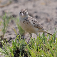 Skowroniec pustynny - Mirafra fasciolata - Eastern Clapper Lark