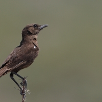 Smolarek łuskowany - Myrmecocichla formicivora - Ant-eating Chat
