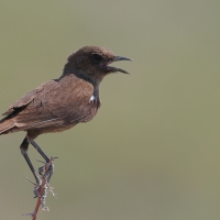 Smolarek łuskowany - Myrmecocichla formicivora - Ant-eating Chat